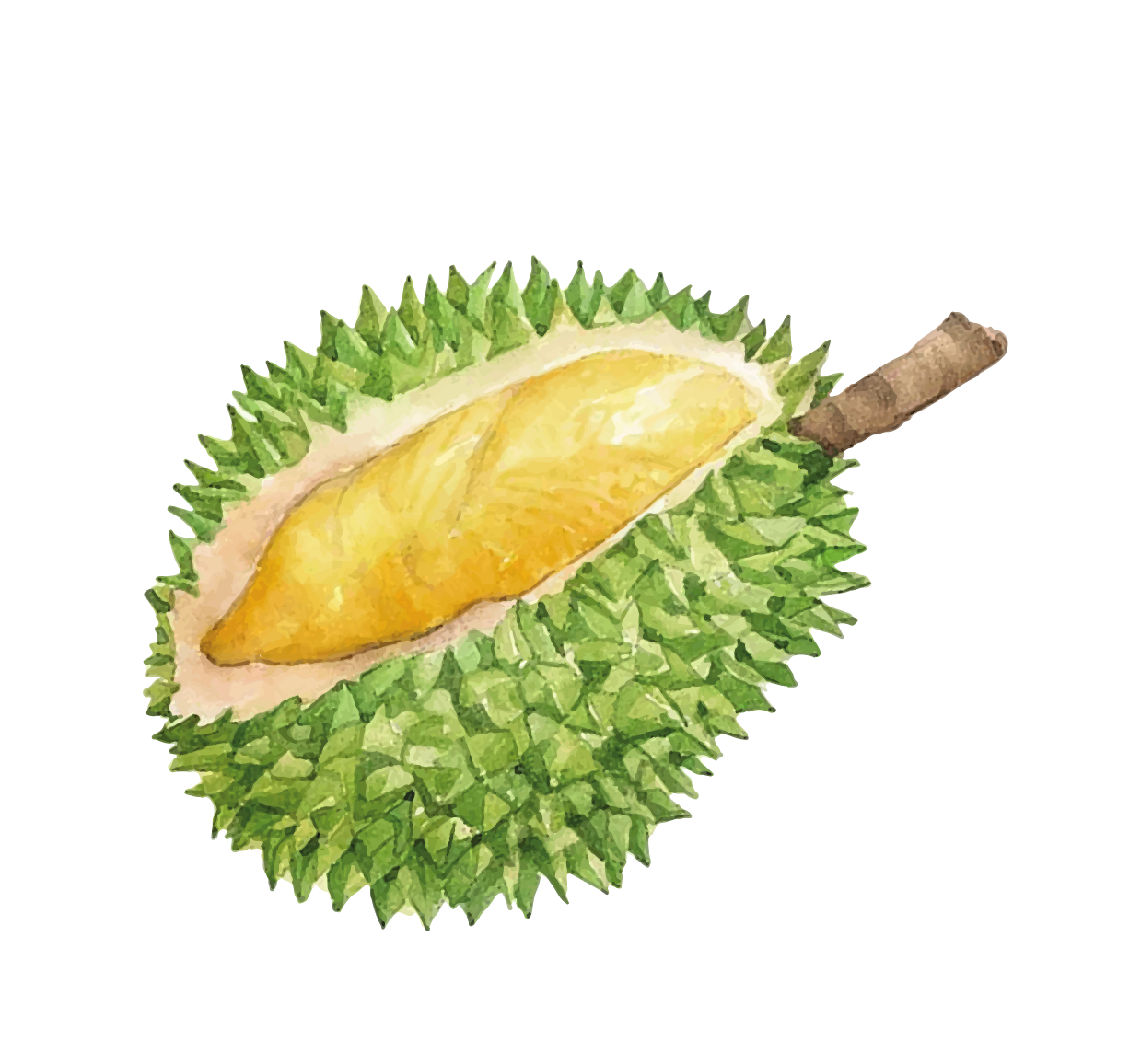 durian